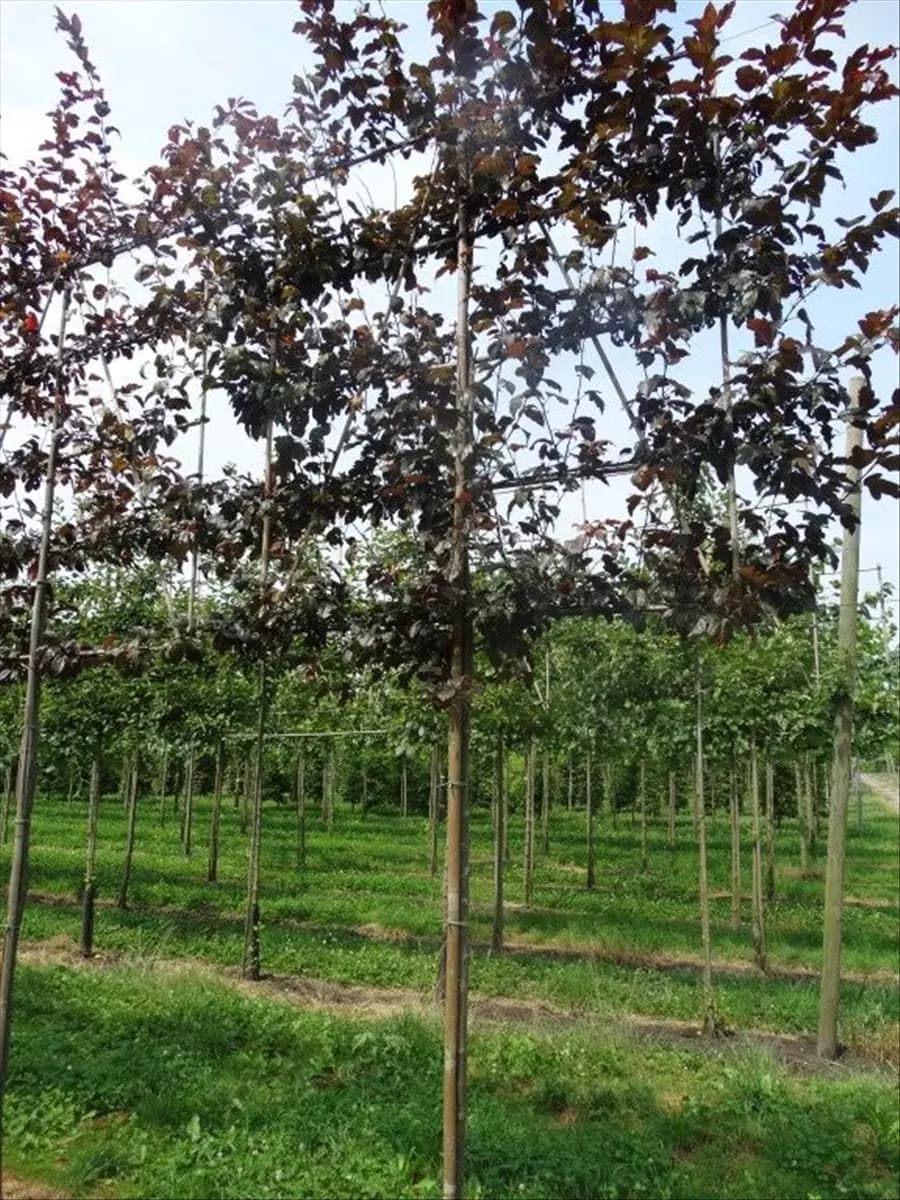Malus toringo Scarletta Toringo Apfel Scarlet