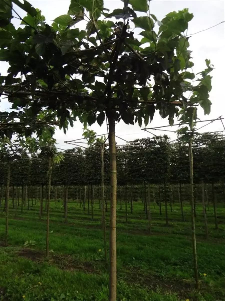 Morus alba 'Fruitless' Weißer Maulbeerbaum 'Fruitless'