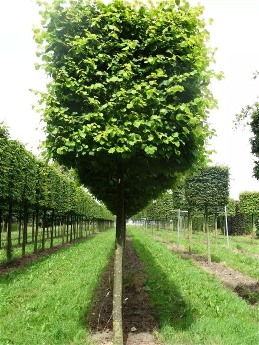Tilia cordata 'Winter Orange' - Formgehölze Winterlinde 'Winter Orange'