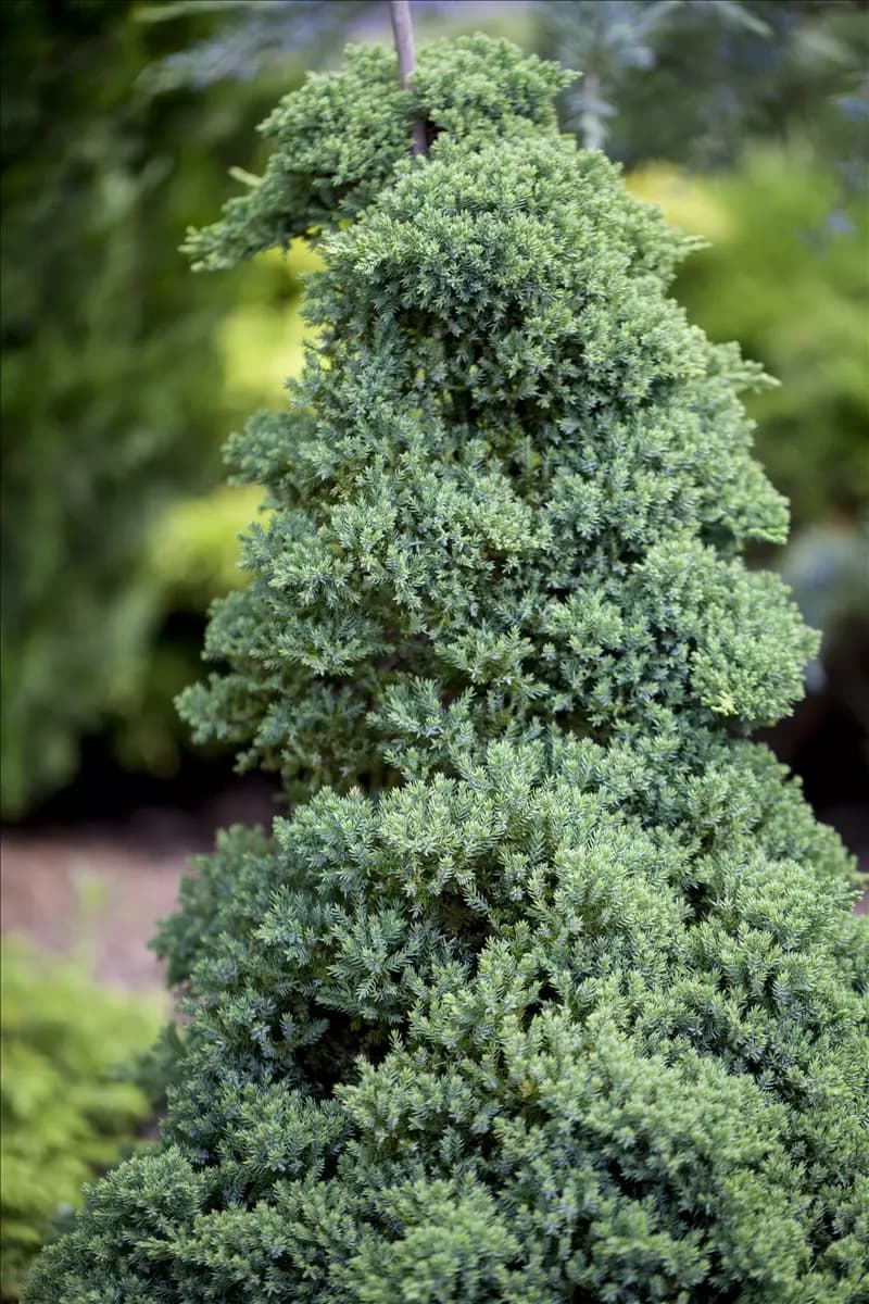 Juniperus procumbens 'Nana' Niederer Zwergwacholder