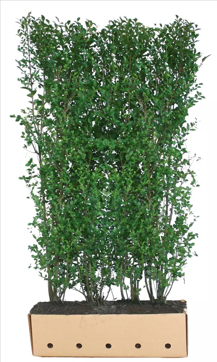 Ligustrum ovalifolium - Heckenelemente Ovalblättr.Liguster