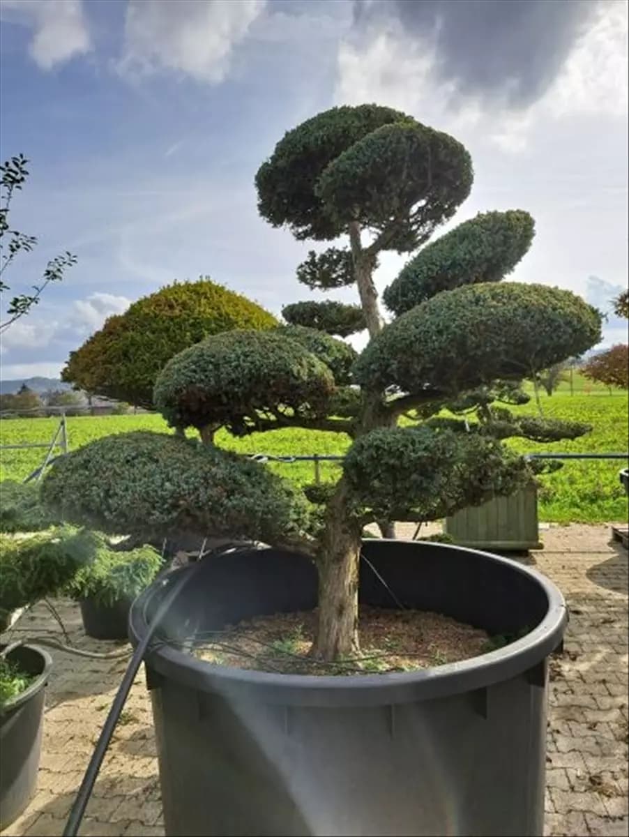 Juniperus chin.'Blue Alps' - Bonsai Chin.Wacholder 'Blue Alps'