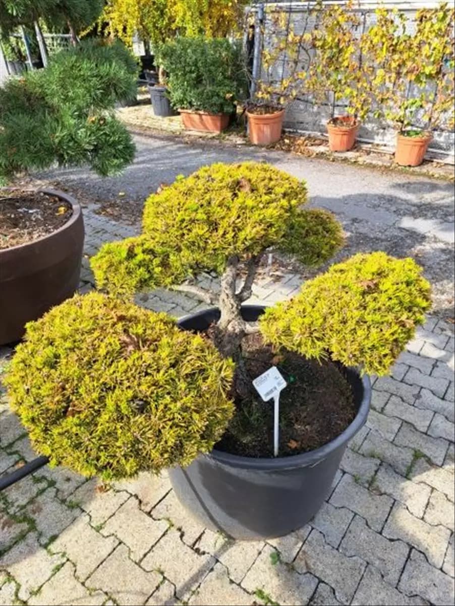 Pinus mugo 'Wintergold' - Bonsai Berg-Kiefer 'Winter Gold'