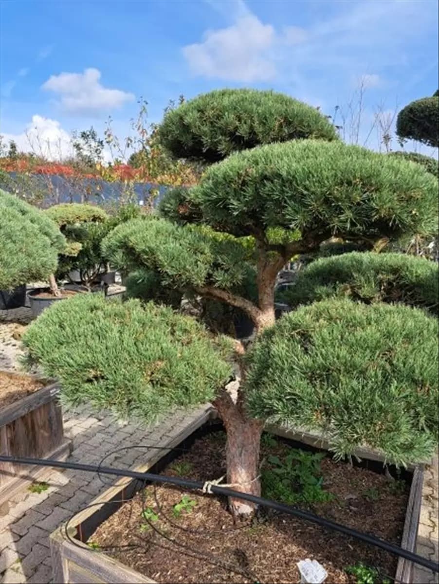 Pinus sylvestris 'Watereri' - Bonsai Zwerg-Silberkiefer