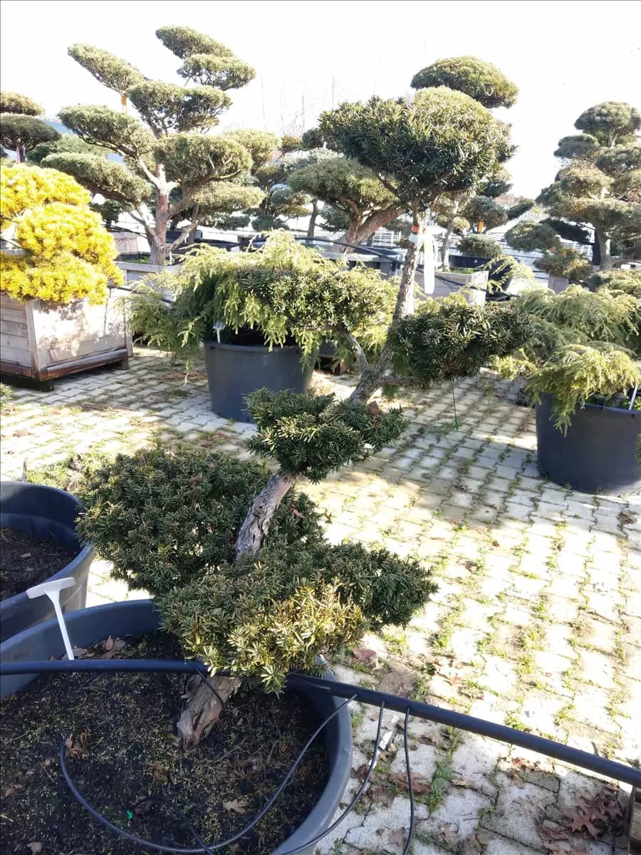Taxus cuspidata 'Nana' Japan.Zwergeibe