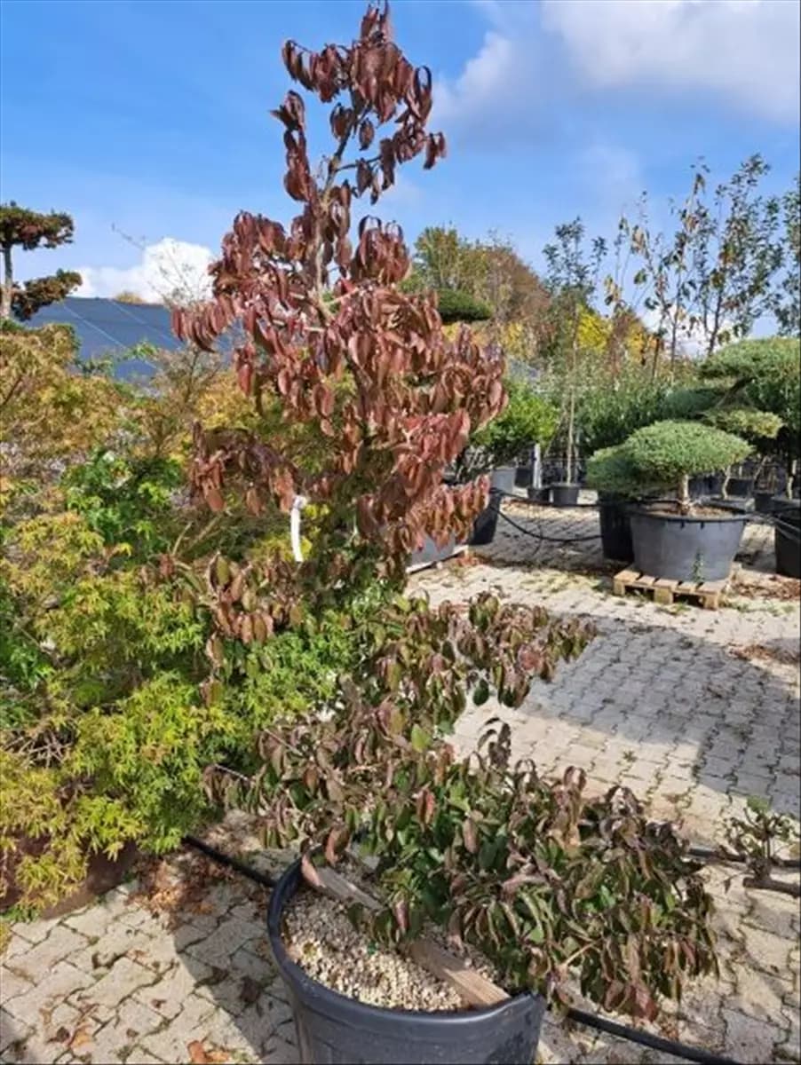 Cornus officinalis Japanische Kornelkirsche
