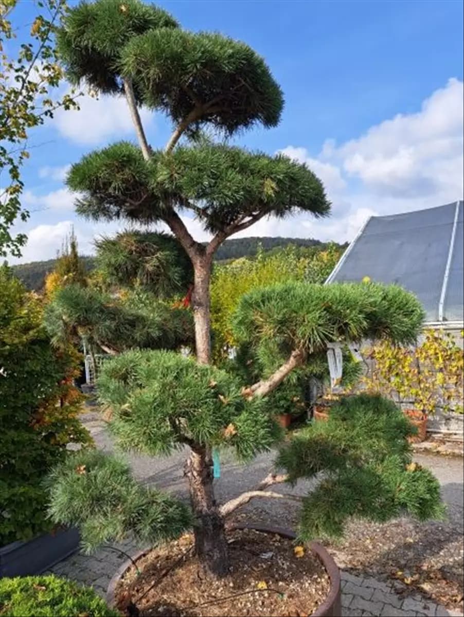 Pinus nigra ssp.nigra - Bonsai Schwarzkiefer
