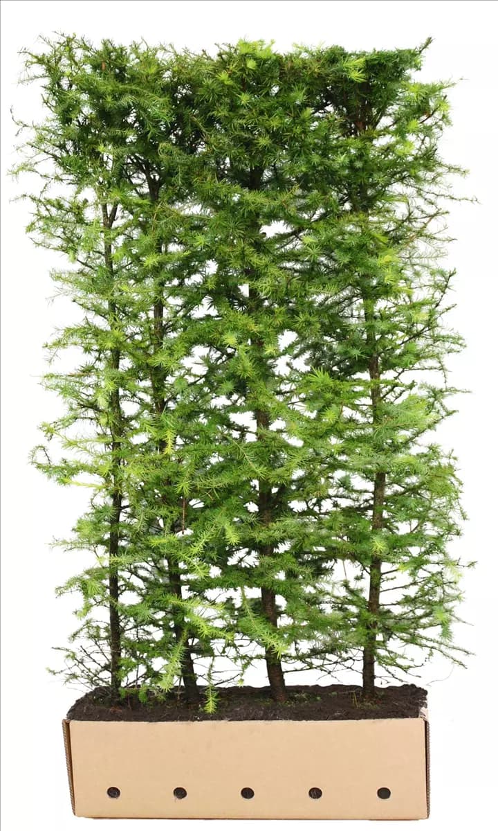 Larix kaempferi Japan.Lärche