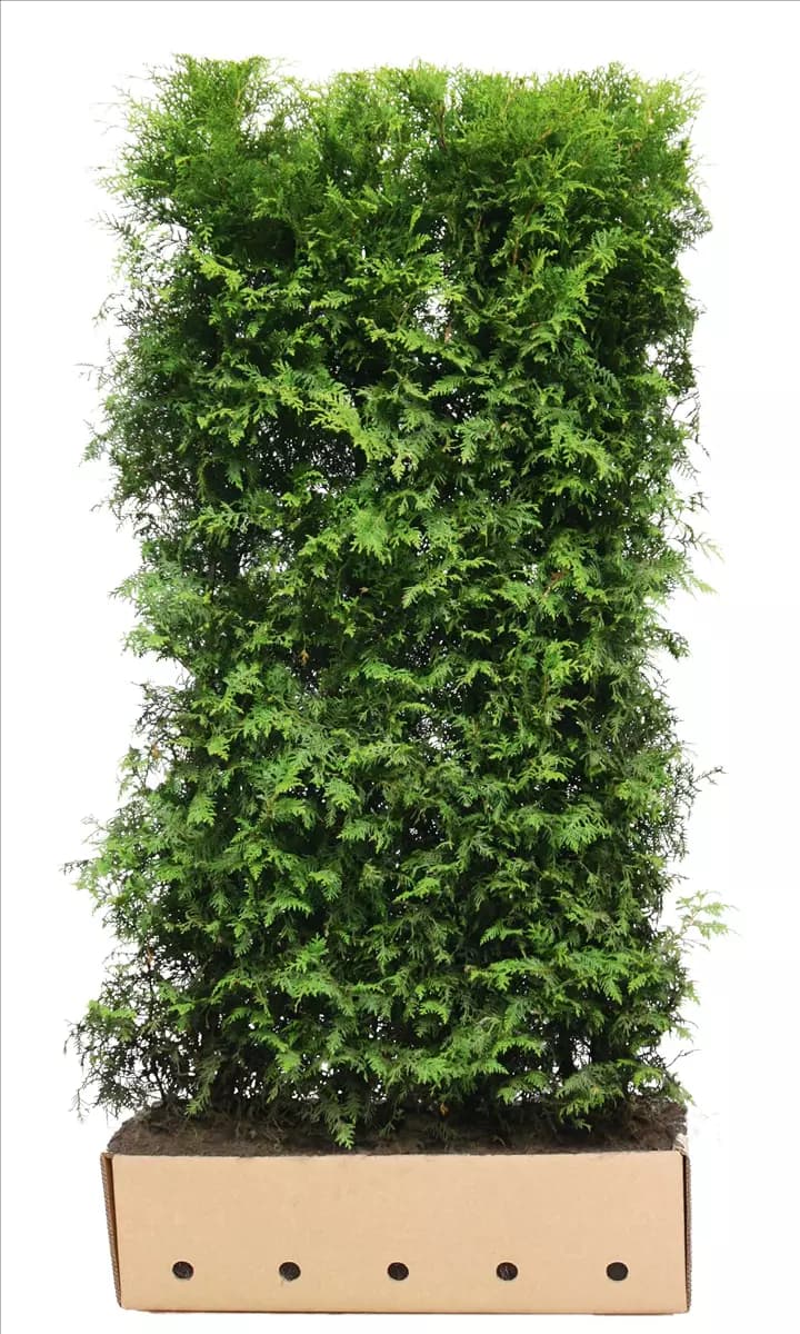Thuja occidentalis 'Brabant' - Heckenelemente Lebensbaum 'Brabant'