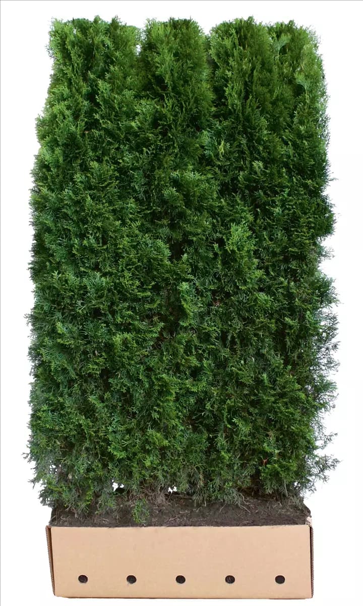 Thuja occidentalis 'Smaragd' - Heckenelemente Lebensbaum 'Smaragd'