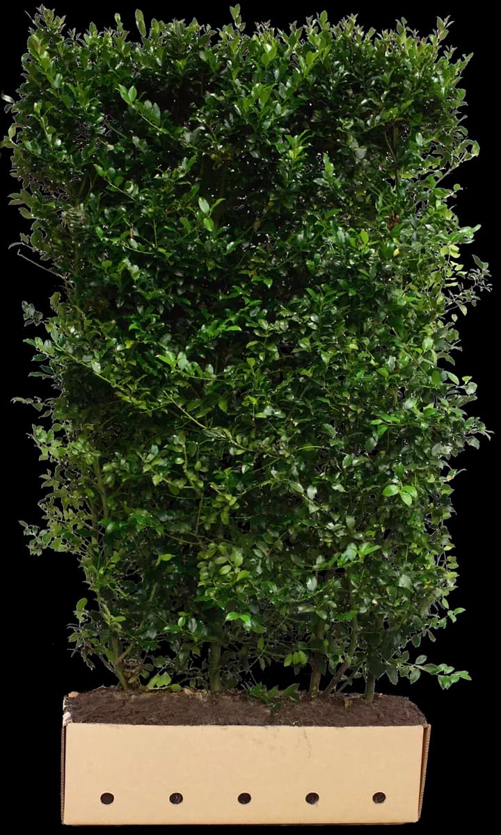 Ilex meserveae 'Blue Prince' -R- Stechpalme männlich 'Blue Prince' -R-