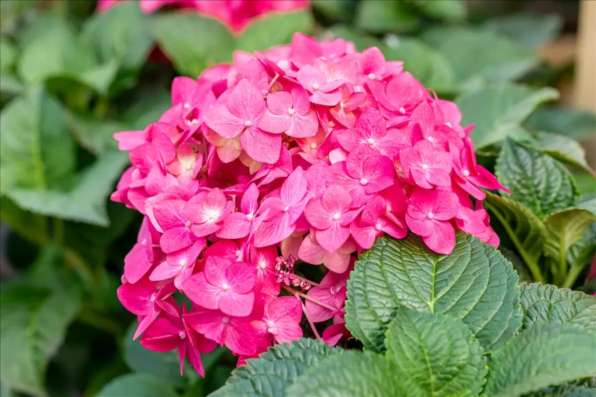 Hydrangea macr.'Endless Summer' rosa Gartenhortensie 'Endless Summer'