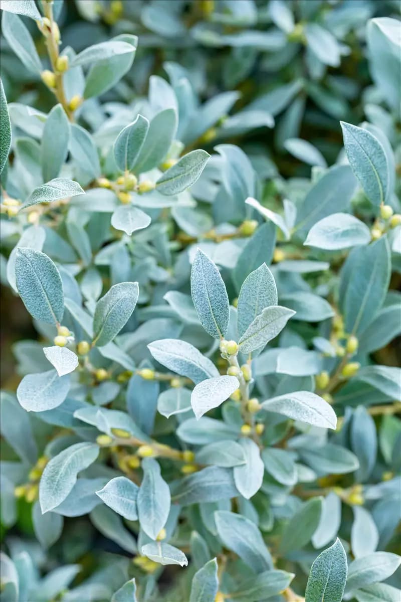 Salix helvetica Schweizer Weide
