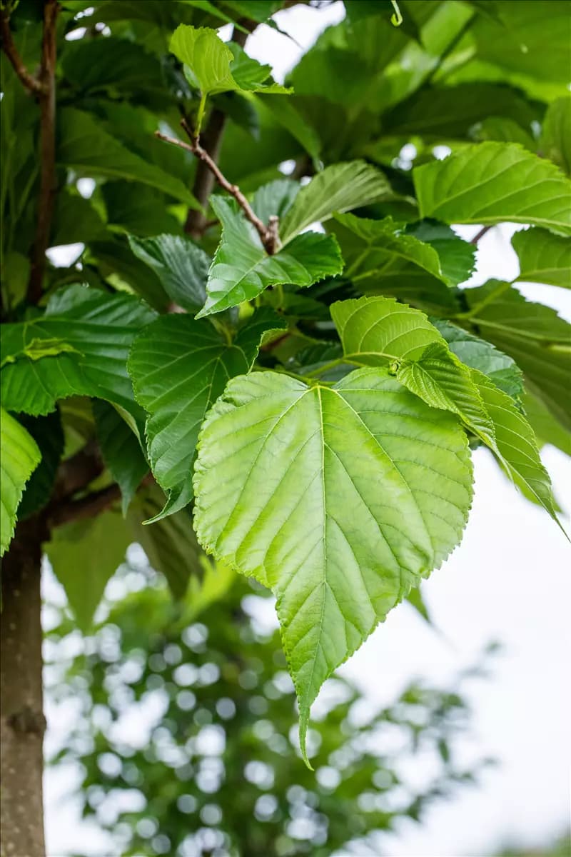 Tilia cordata - Baum Winterlinde