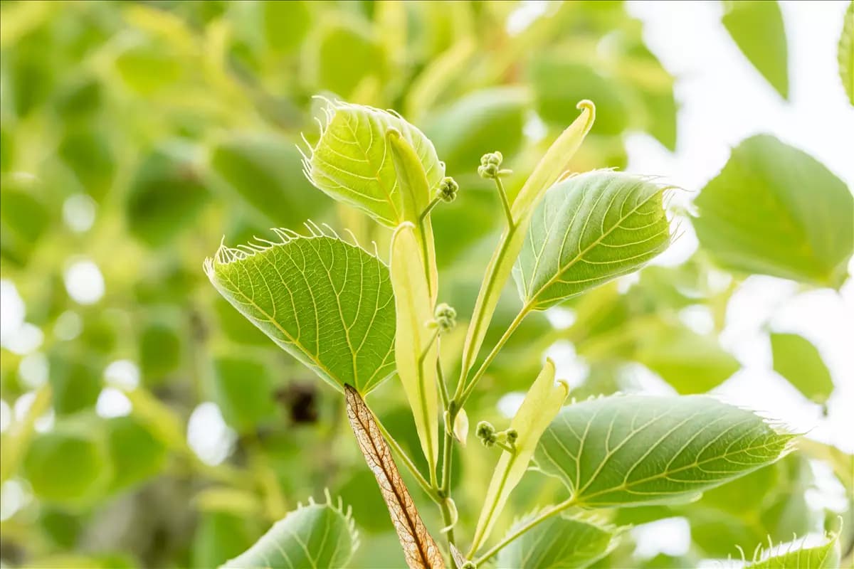 Tilia henryana Henrys Linde