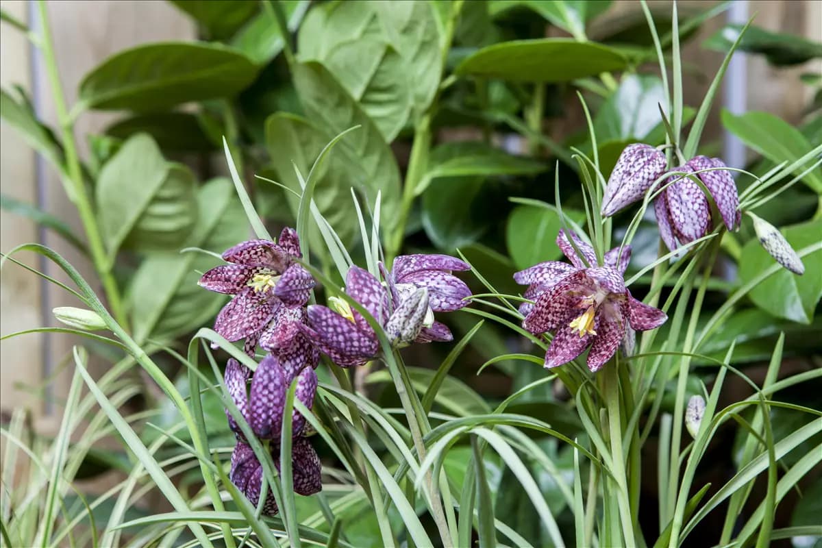 Schachbrettblume im eigenen Garten