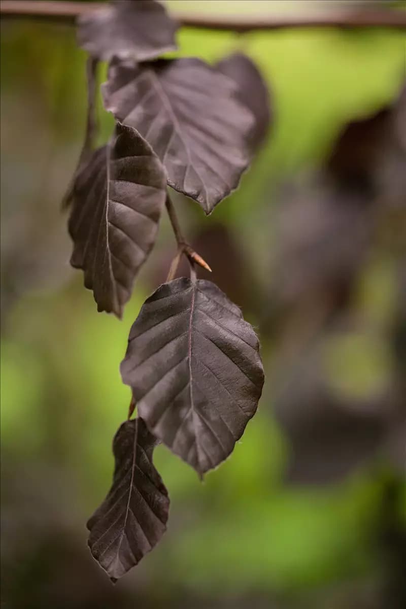 Fagus sylvatica 'Purple Fountain' Blutbuche 'Purple Fountain'