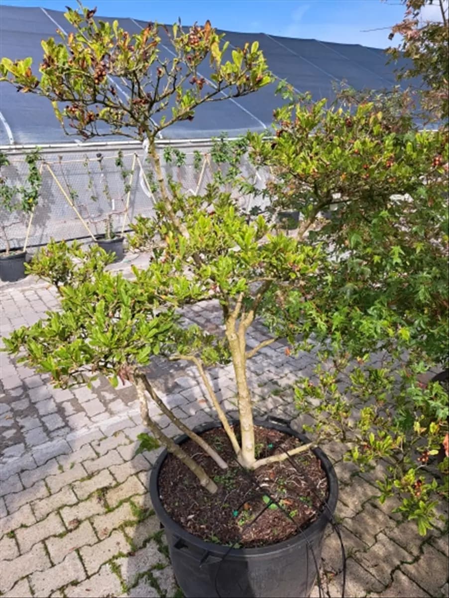 Magnolia stellata - Bonsai Sternmagnolie