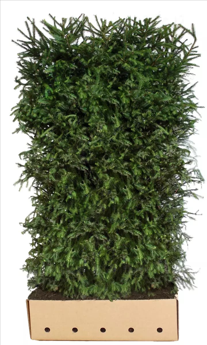 Picea abies - Heckenelemente Rotfichte