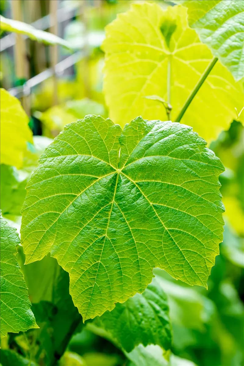 Vitis 'Venus' Tafeltraube 'Venus'
