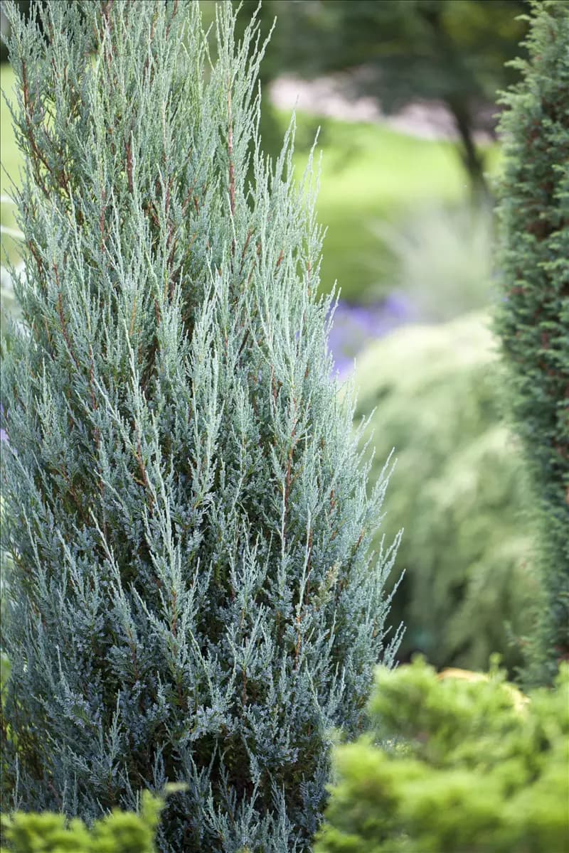 Juniperus scopulorum 'Blue Arrow' Wacholder 'Blue Arrow'