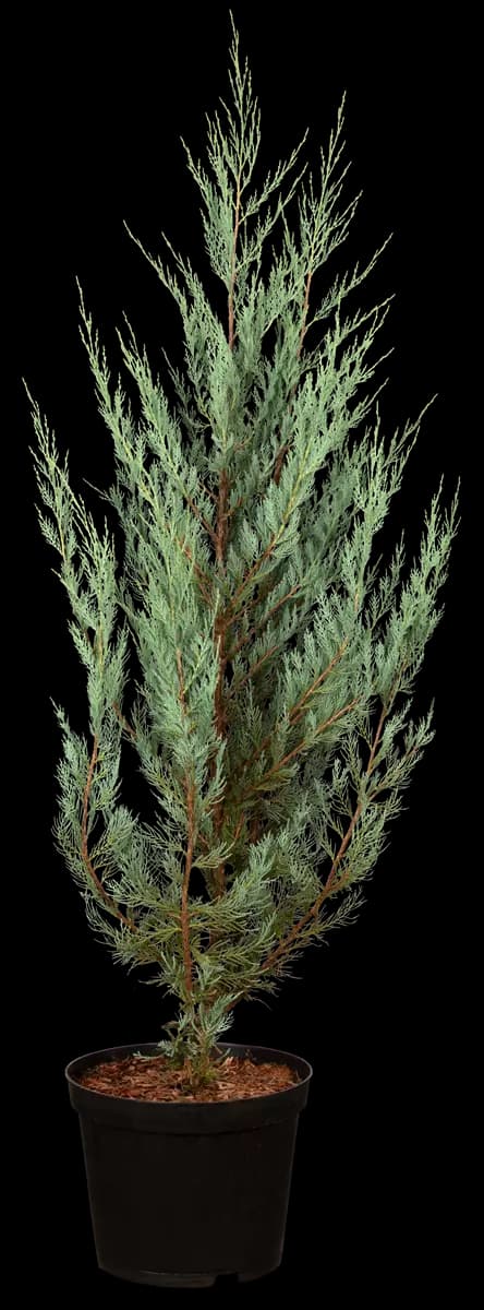Juniperus scopulorum 'Moonglow' Pyramiden-Wacholder 'Moonglow'