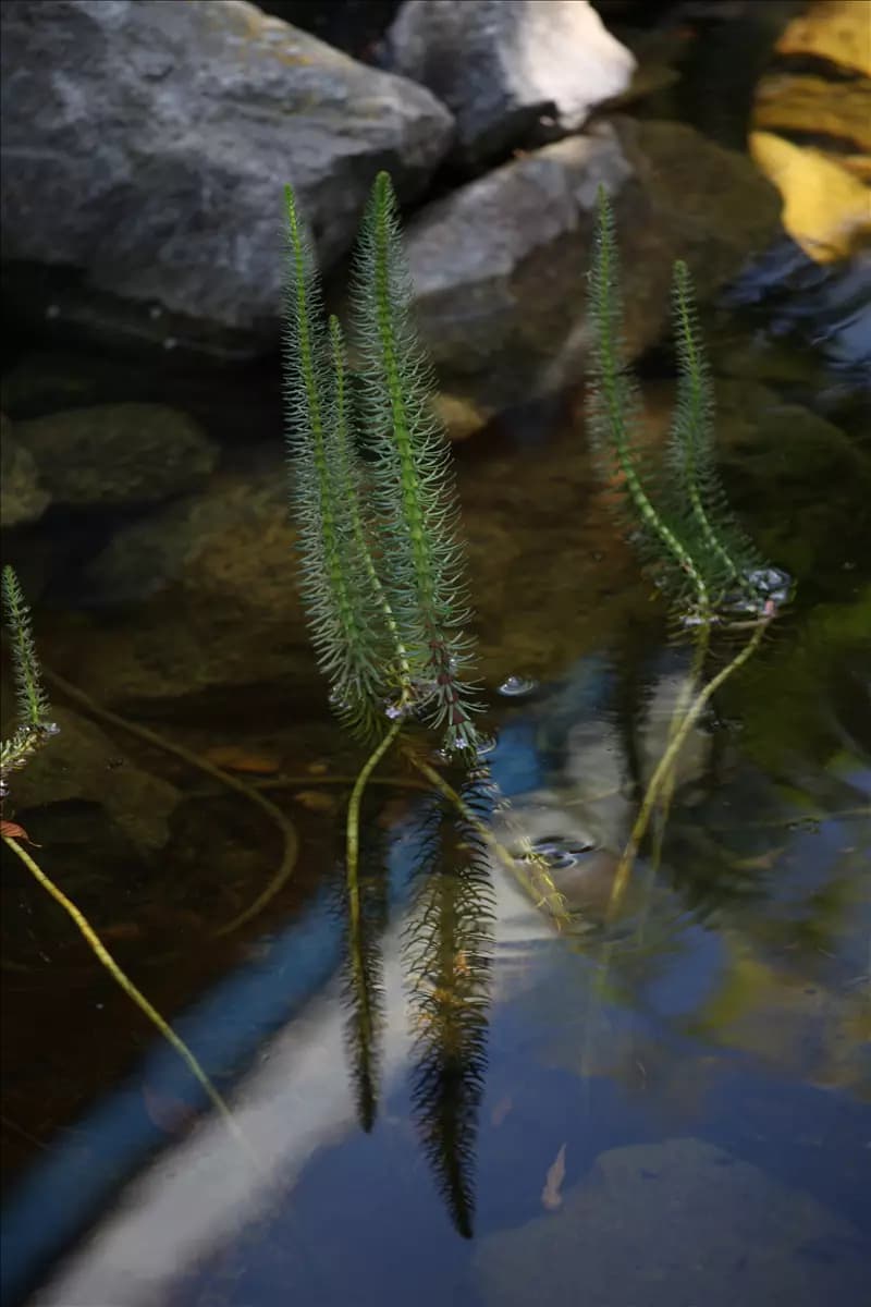 Wasserpflanzen