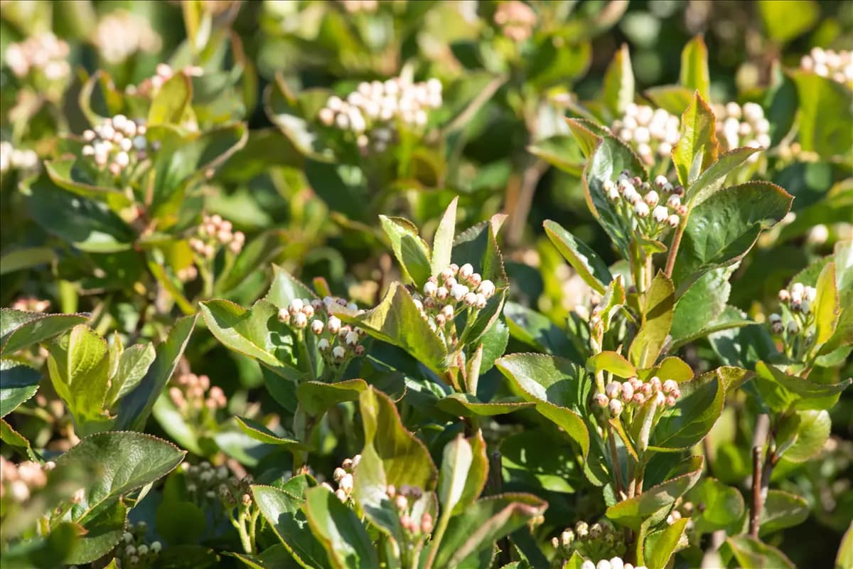 Aronia prunifolia 'Aron'