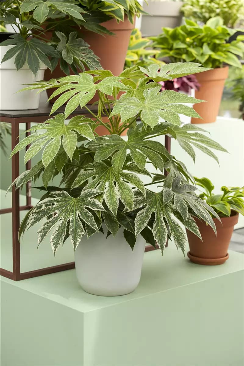 Fatsia japonica Zimmeraralie