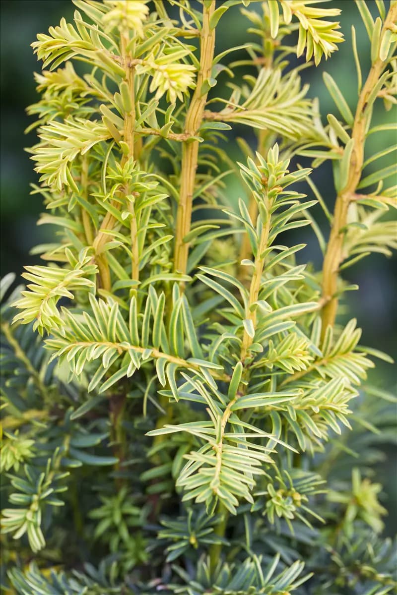 Taxus baccata 'Dovastonii Aurea' Gelbe Adlerschwingen-Eibe