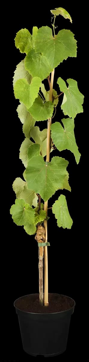 Vitis 'Isabella' Tafeltraube 'Isabella'