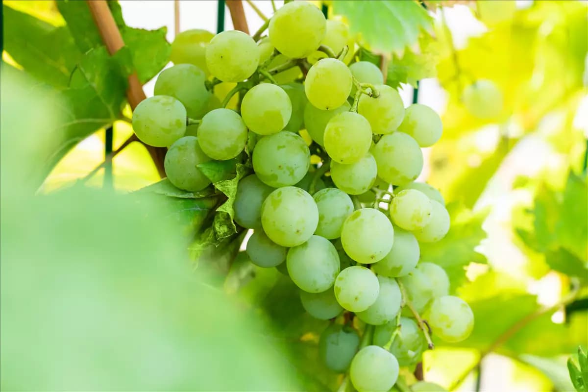 Vitis 'Lilla' Tafeltraube 'Lilla'