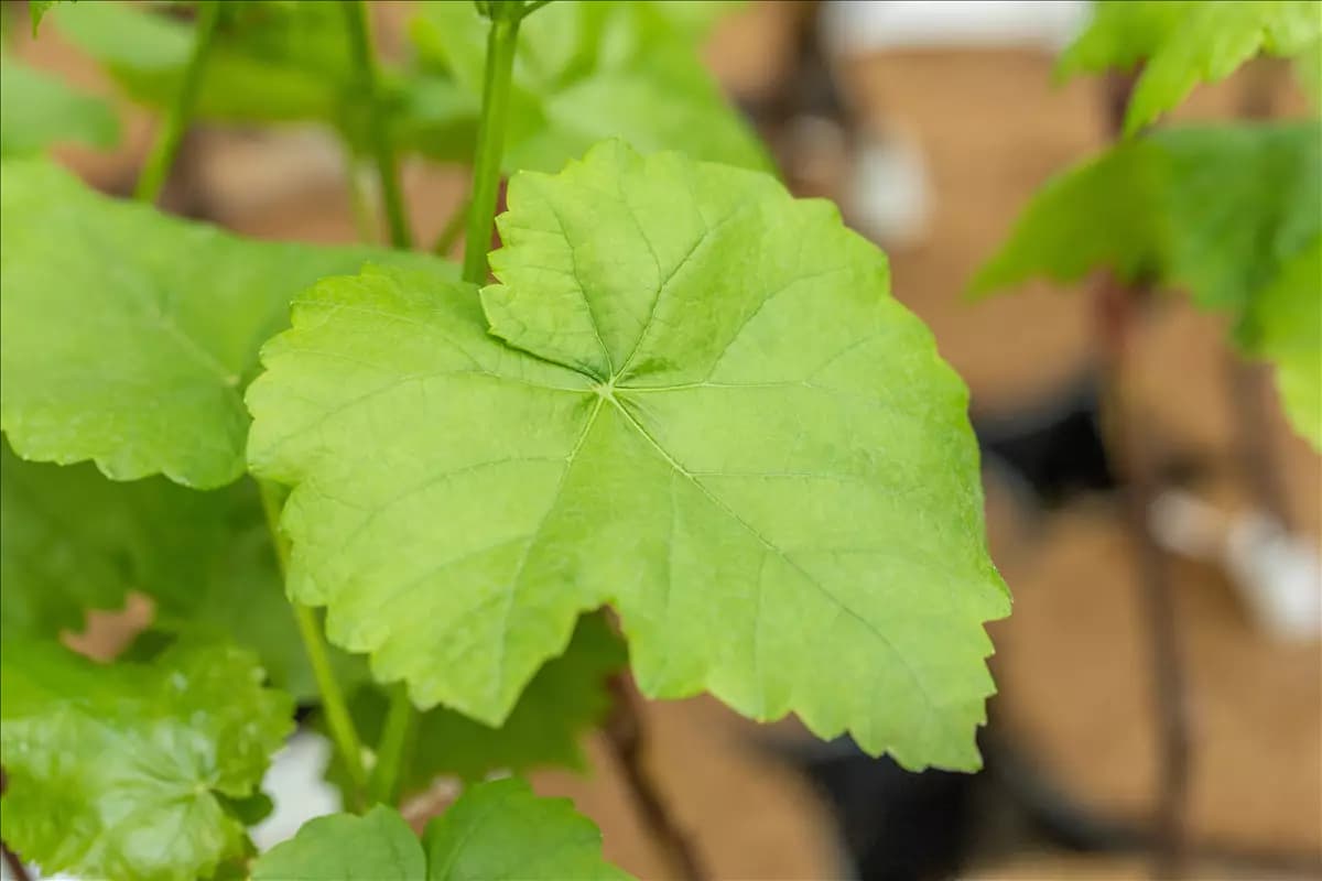 Vitis 'Romulus' Tafeltraube 'Romulus'