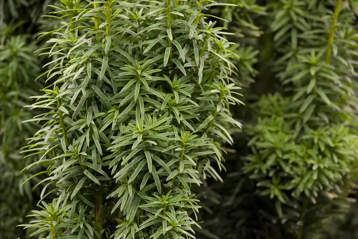 Taxus baccata 'David' Eibe 'David'