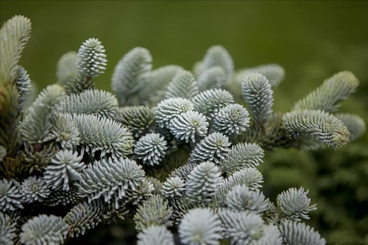 Abies pinsapo 'Glauca' Blaugrüne Spanische Tanne