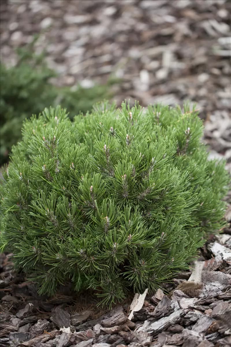 Pinus mugo 'Heideperle'