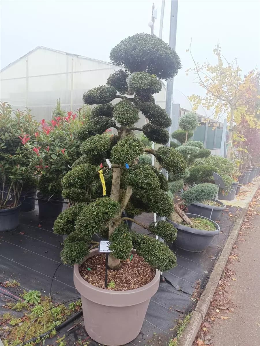 Ilex crenata 'Kinme' Stechpalme 'Kinme'