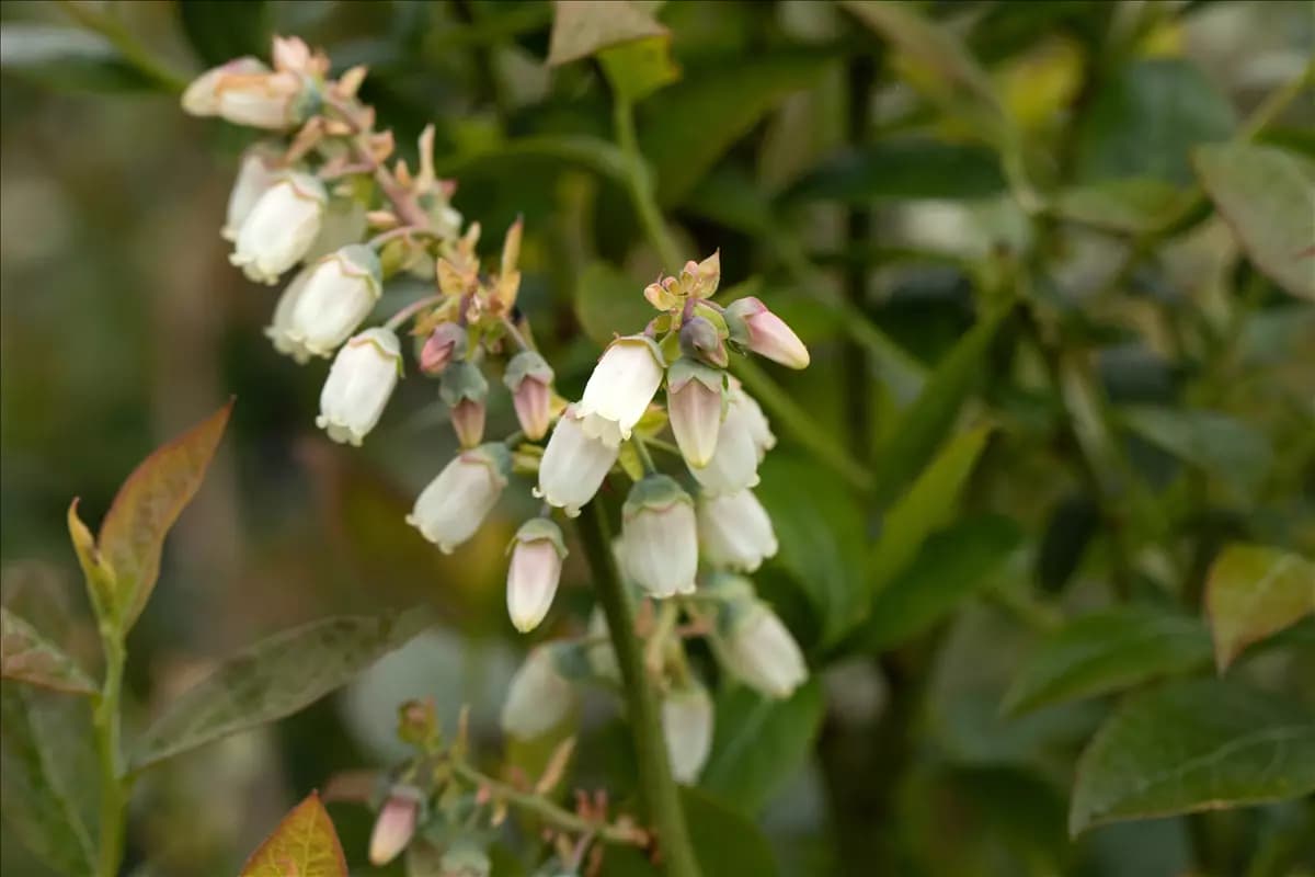 Vaccinium corymb.'Brigitta' Heidelbeere 'Brigitta'