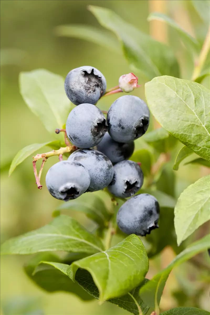 Vaccinium corymb.'Northland' Heidelbeere 'Northland'