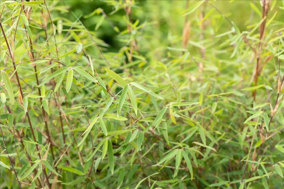 Fargesia 'Jiuzhaigou Ruby Black Badger'