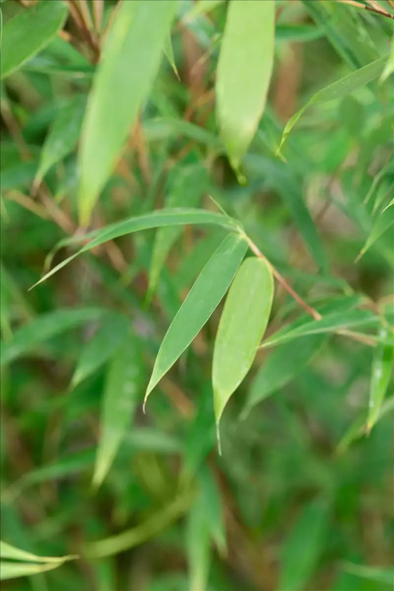 Fargesia 'Malachite Monkey'