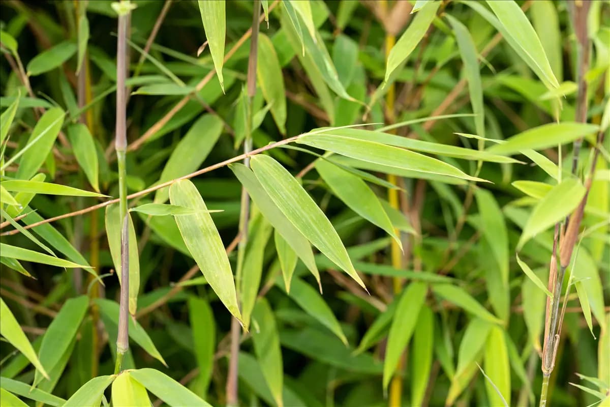 Fargesia 'Pink Okapi'