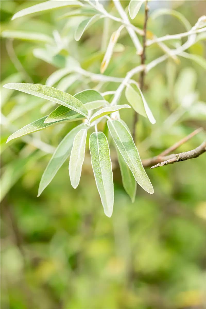 Elaeagnus angustifolia Schmalblättrige Ölweide