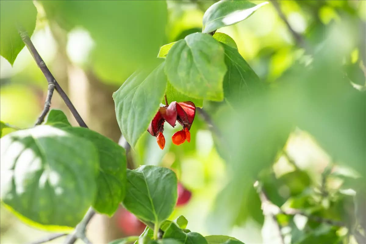 Euonymus europaeus 'Red Cascade' Pfaffenhütchen 'Red Cascade'