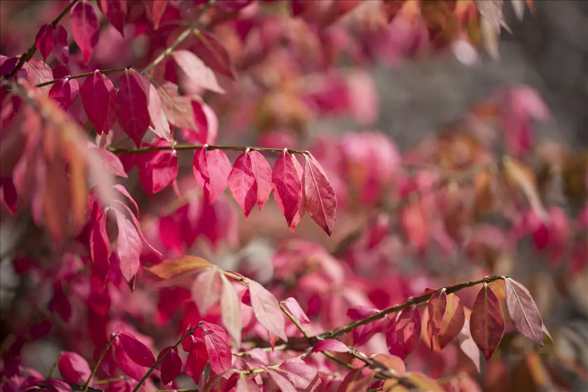 Euonymus alatus Korkflügelstrauch