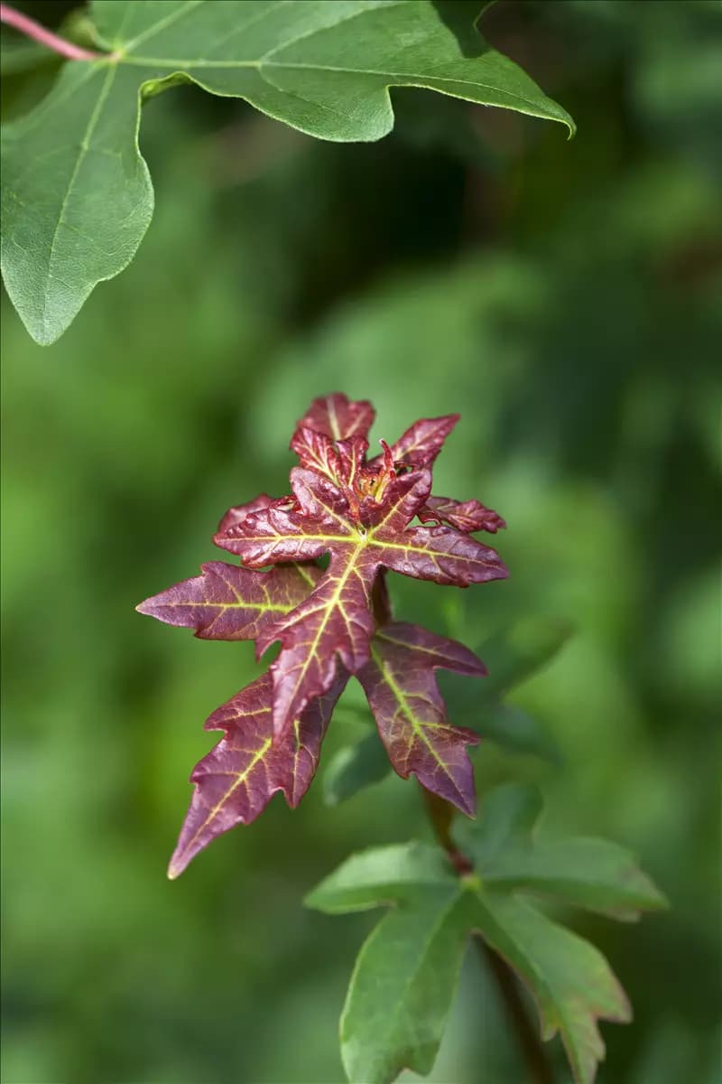 Acer campestre - Baum Feldahorn