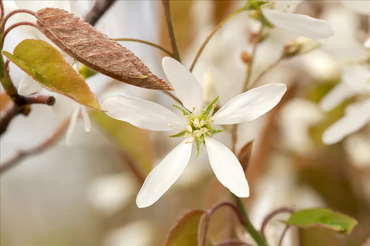 Amelanchier lamarckii - Baum Kupfer-Felsenbirne