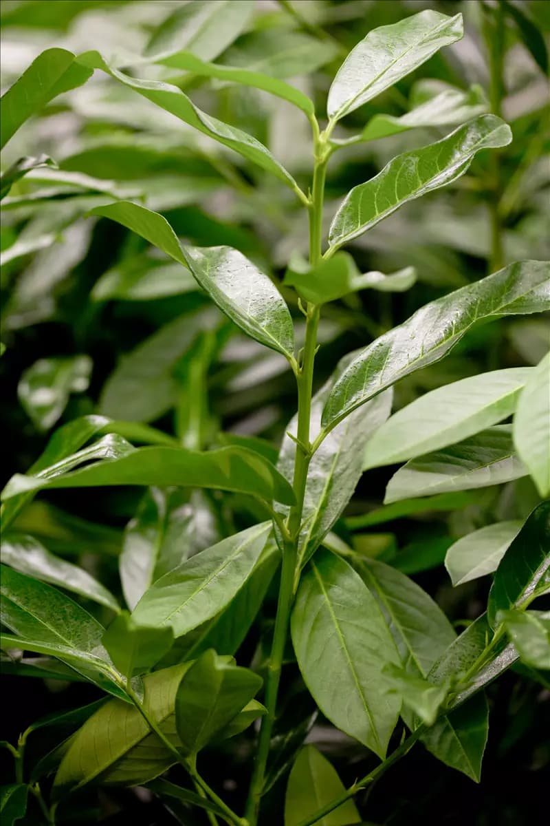 Prunus lauroc.'Genolia' -R- Lorbeerkirsche 'Genolia' -R-