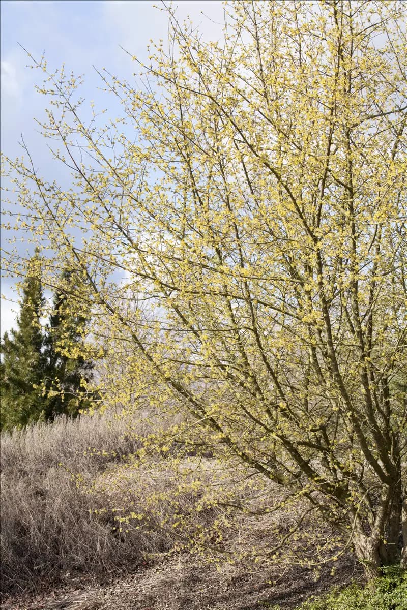 Cornus mas - Baum Kornelkirsche