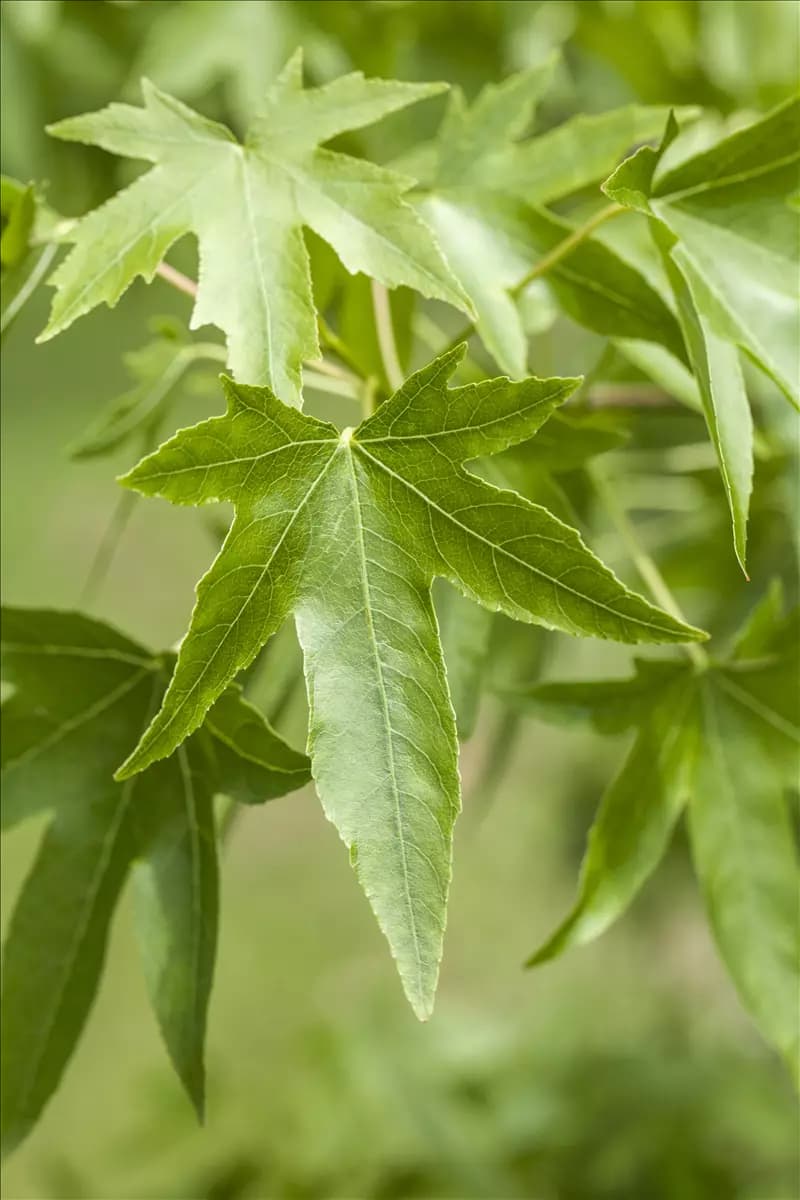 Liquidambar styraciflua - Formgehölze Amerikanischer Amberbaum